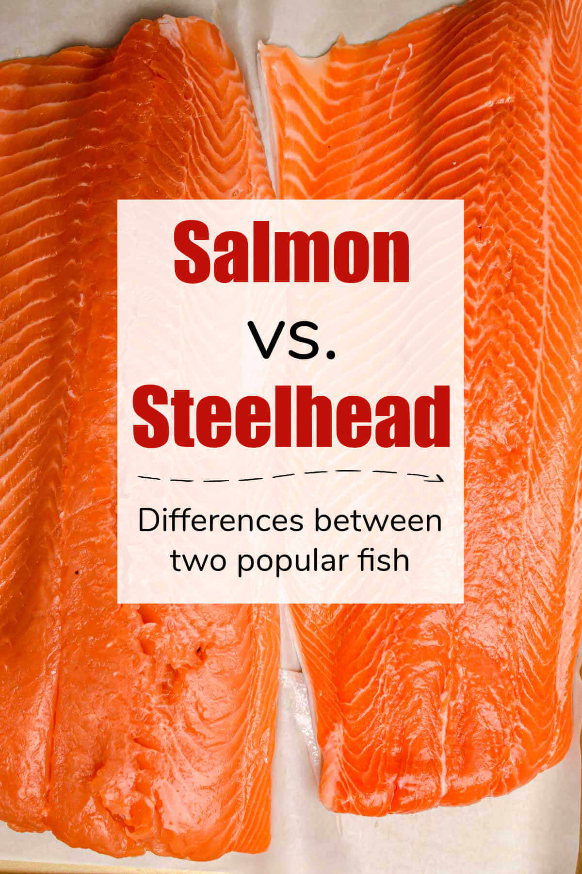 Steelhead Vs Salmon:
