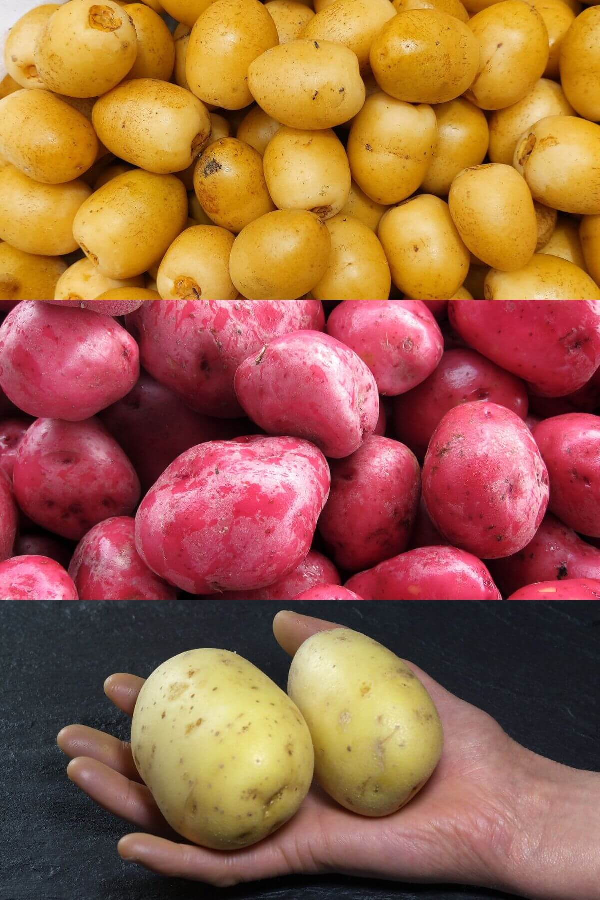 Different varieties and sizes of potatoes.